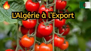 Algérie  La Culture de Tomates Cerise en Serre HighTech qui Séduit le Mondequot [upl. by Nirb]