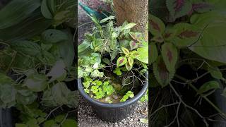 Making a low cost mini pond in the garden [upl. by Plante]