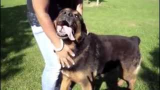 ADOPTE  PAOLO croisé rottweilerberger de 9 ans RP [upl. by Gravante999]