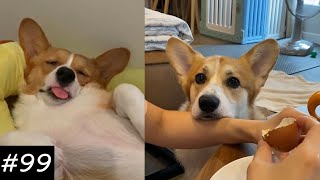 If You Want To Get A Corgi Watch This 😂🐶  Funny Corgi Video [upl. by Clayson]