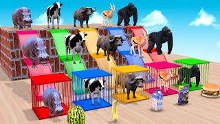 Choose The Right Slide Game With Elephant Cow Lion Hippo Gorilla Escape Room Animal Challenge [upl. by Eimaraj388]