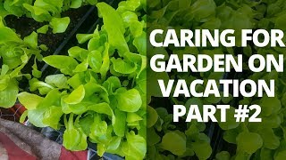 How to Water Plants on Vacation 2 of 2 [upl. by Pulchi]