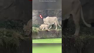 Lioness Rescues Cubs from Drowning shortsvideo [upl. by Komsa]