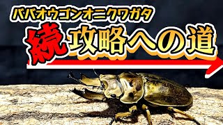 ババオウゴンオニのサイズアップ間違いなし！？孵化～簡単に説明してみた【亜雄晴のクワカブ飼育記】 [upl. by Harrak]