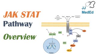 JAKSTAT Signaling Pathway [upl. by Puduns]