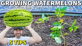 Grow The Most INCREDIBLE WATERMELON PLANTS 5 Expert Tips [upl. by Chaudoin]