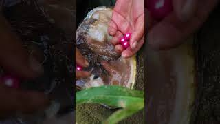 The natural pearl picking process of freshwater clams [upl. by Idalina]