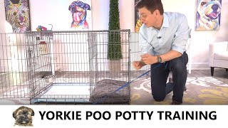 Yorkie Poo Potty Training from WorldFamous Dog Trainer Zak George  Potty Train a Yorkie Poo Puppy [upl. by Chemaram]