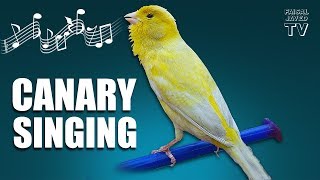 Bird Sounds  Canary Singing  Melodies Canary Bird Song  Training Video  Faisal Javed TV [upl. by Akirdna]