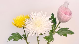 Chrysanthemum Care amp Handling [upl. by Sisely]