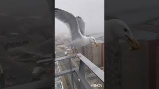 Herring Gulls Larus argentatus [upl. by Anavrin]