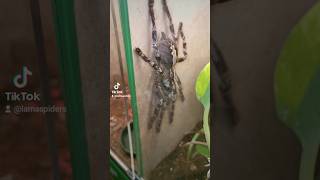 QUICK POECILOTHERIA CHECK Showing off some Poecilotheria tarantulas [upl. by Ennylhsa]