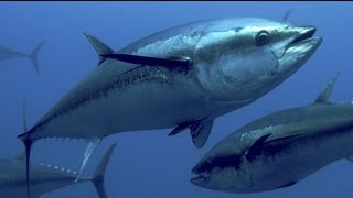 Western Atlantic Bluefin Tuna Giants of the Canadian Maritimes  Pew [upl. by Grani]