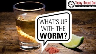 Who Invented Tequila and Whats the Deal with the Worm [upl. by Flavius]