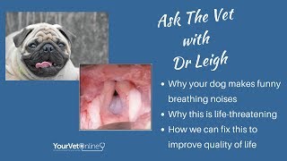 Brachycephalic Dogs Why Your Dog Cant Breathe And How Vets Fix It [upl. by Mack]