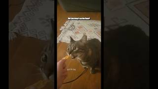 Fickle Kitty  Fan video submitted by Aryn F shorts [upl. by Etnovahs472]