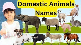 Domestic Animals Names  Learn Domestic Animals Names  Aira class [upl. by Fionnula712]