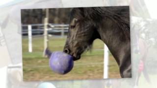 Horsemens Pride Jolly Mega Ball Horse Toy [upl. by Gnut]