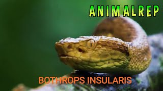 LA SERPIENTE quotBOTHROPS INSULARISquot [upl. by Evette413]