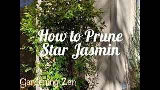 How to Prune Star Jasmin [upl. by Cirdek]