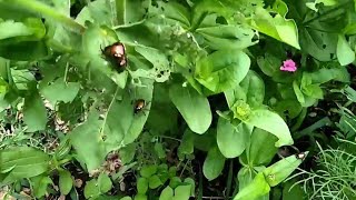 How to get rid of Japanese Beetles japanesebeetles [upl. by Eirhtug]