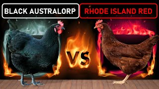 Black Australorp vs Rhode Island Red  Two Best DualPurpose Chicken Breeds for Free Range Farming [upl. by Aramoy]