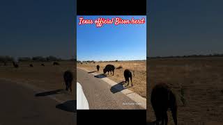 Caprock Canyons State Park Buffalo see comments for info texas bison Buffalo wildlife [upl. by Zilla]