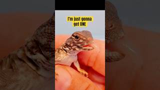 UROMASTYX BABIES Uromastyx flavifasciata orange banded reptiles uromastyx [upl. by Hosfmann805]