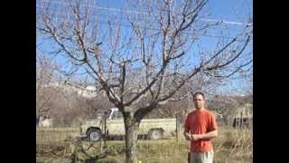 How To Prune Old Cherry Trees [upl. by Tenej]