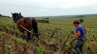 Labour à cheval dans le Clos de la Roche à MoreySaintDenis [upl. by Onaicilef]