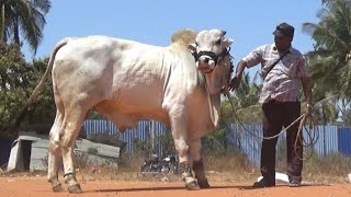 Great Ongole bull Ongole gitta pride of Andra Pradesh [upl. by Ailati778]