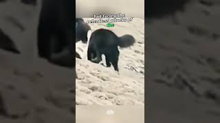 The Fierce Battle Between Tibetan Mastiffs and Wolves TibetanMastiff Wolf Wildlife nature [upl. by Ati]