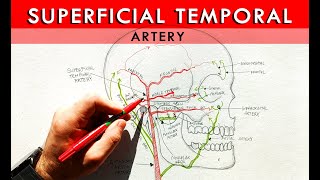 The Superficial Temporal artery and its branches  Anatomy Tutorial [upl. by Aiel]