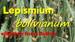 Lepismium bolivianum Pfeiffera boliviana epiphytic cacti [upl. by Maxa]