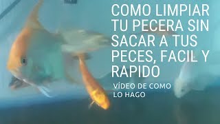 Como limpiar la pecera sin sacar los peces [upl. by Adniles]