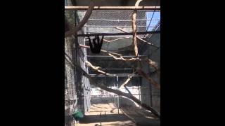 Gibbons Brachiating in new enlarged enclosure [upl. by Atilrep283]