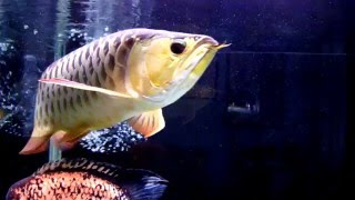 紅尾金龍與花羅漢混養缸  RTG Arowana amp My HybridAmerican Cichlids Comm Tank [upl. by Lamont]