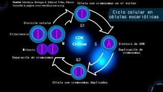 Cell cycle Interphase [upl. by Meingolda]