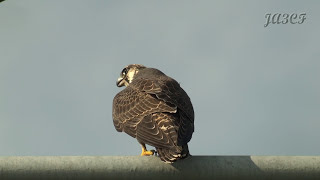 ハヤブサの鳴き声 Peregrine Falcon [upl. by Us868]