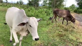 Many Cows Are Looking For Grass With Buffaloes Video Of Animals In The Countryside [upl. by Eissat]