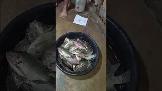 Grasya napodlake binses youtubeshorts fishing [upl. by Amek]