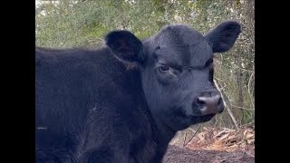 Baby Dale A Quiet Moment with our Youngest Calf [upl. by Haliek]