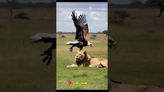 The Apex Duel Eagle vs Lion Eagle and Lion best funny videos 💜 🔥 👍 [upl. by Sebastian234]