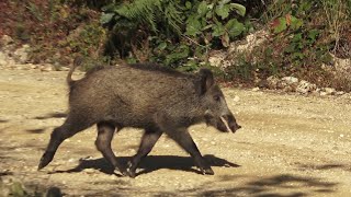 Karadeniz bölgesinde çok güzel bir domuz avı  wild boar hunting [upl. by Neda]