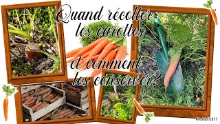 Quand récolter les carottes et comment les conserverWhen to harvest carrots and how to store them [upl. by Navannod174]