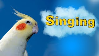 this will make your cockatiel sing  cockatiel bird to singing and talking [upl. by Isbel]