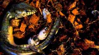 Madagascar Giant Water Skink Amphiglossus reticulatus giving birth [upl. by Lyndel1]