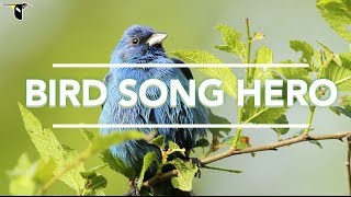 Bird Song Hero The song learning game for everyone [upl. by Affrica944]