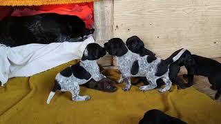 Deutsch Kurzhaar German Shorthaired Pointer Dog Vorstehhund Jagdhund Hunde Welpen Puppies YWurf [upl. by Themis]