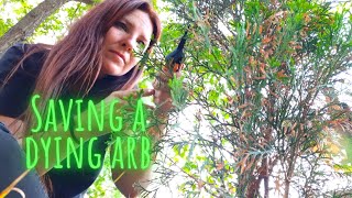 Trying to Save a Dying Emerald Green Arborvitae 🌲💀✂️ Clipping off Dead Needles and Branches [upl. by Grosberg]